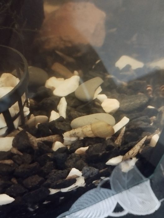 Ślimaki świderki gratis