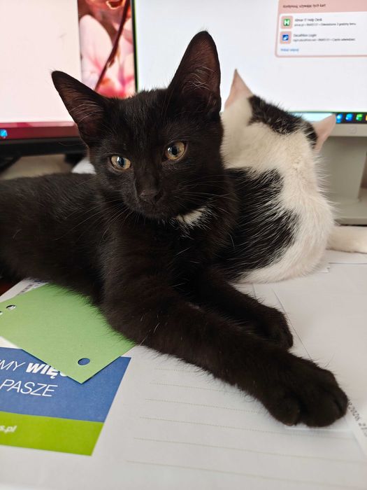 Mistrzyni polowania na pluszaki zgłasza gotowość do adopcji!