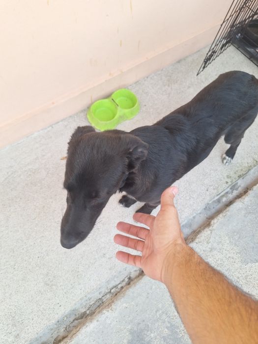 Dou Cão com 5 meses ,para adoção responsavel
