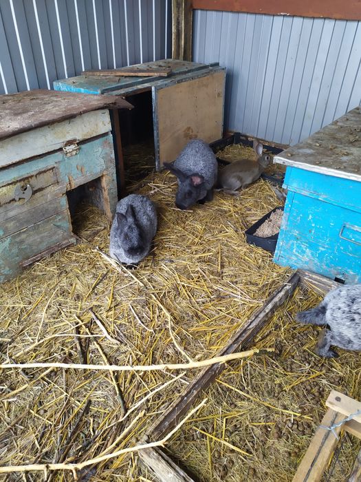 Молодняк кролика