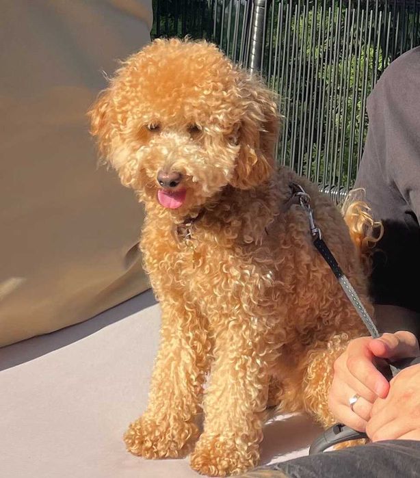 В’язка. Той-пудель, хлопчик, 3 роки — Київ, Осокорки