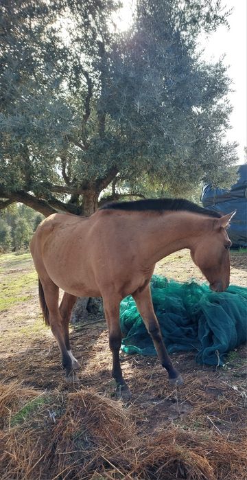 Poldra psl baio pardo