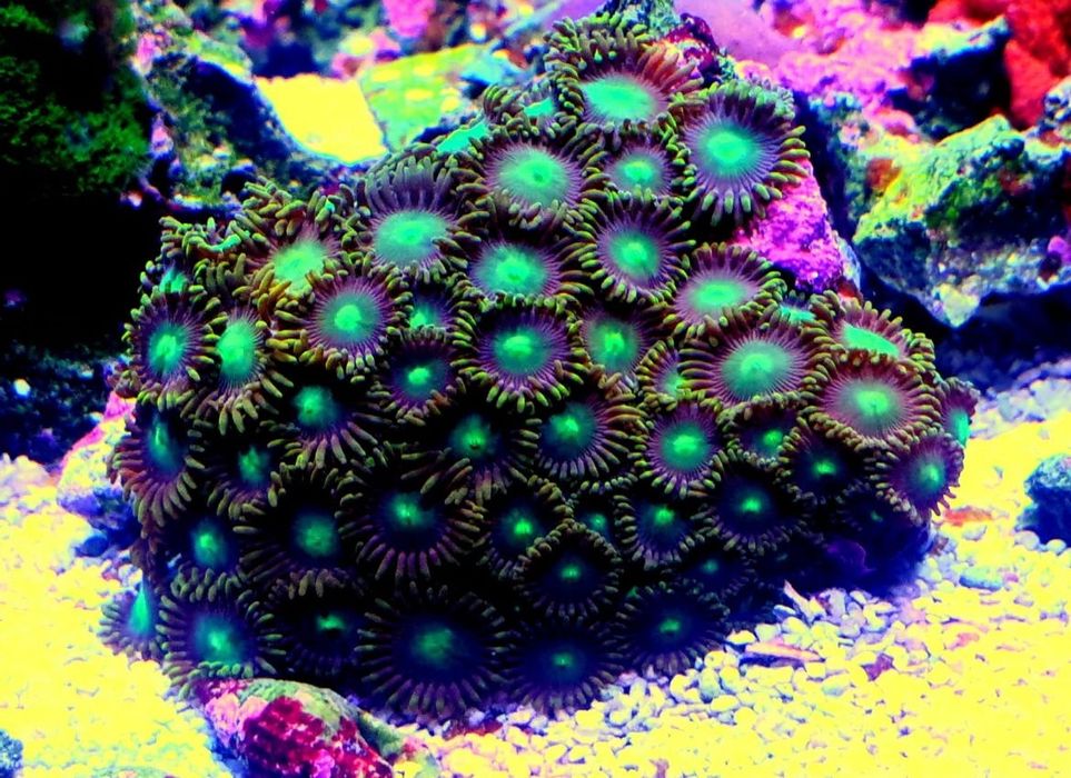 Corais fáceis vários