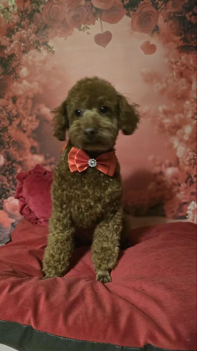 Pudel  miniaturai wychowywany z sercem