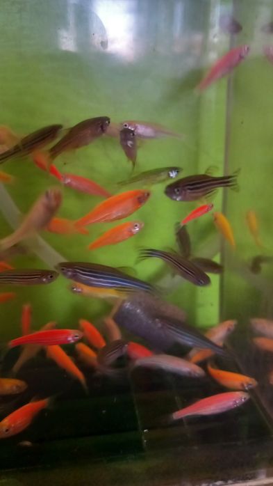 Продам рыбок собственного разведения.
