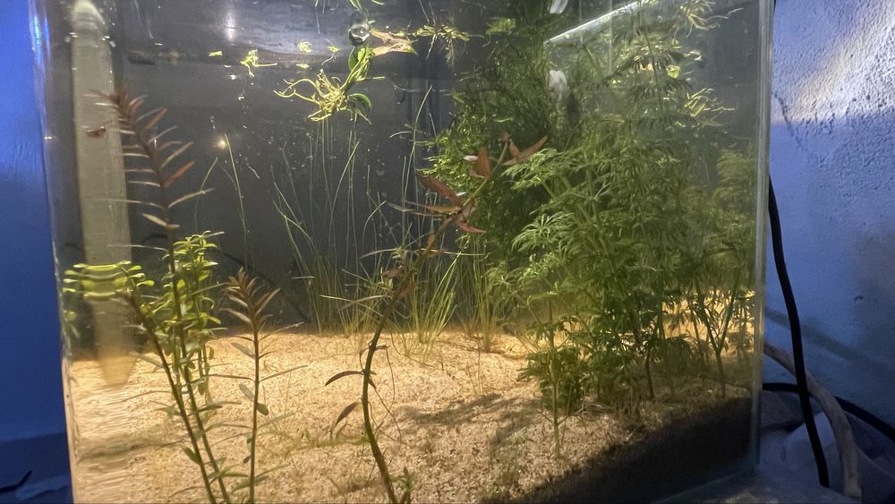 Aquário curvo 24L c/ neocaridinas bebés