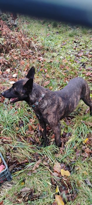 Ares szuka domu na zawsze