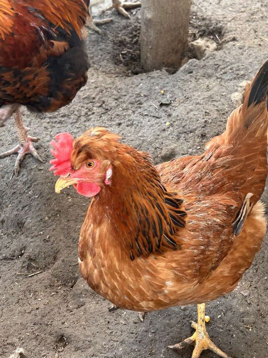 Інкубаційні яйця