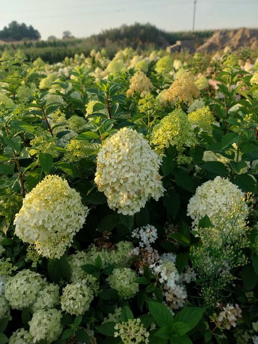 -20% Duża Hortensje bukietowe 7kg w 4. Odmianach
