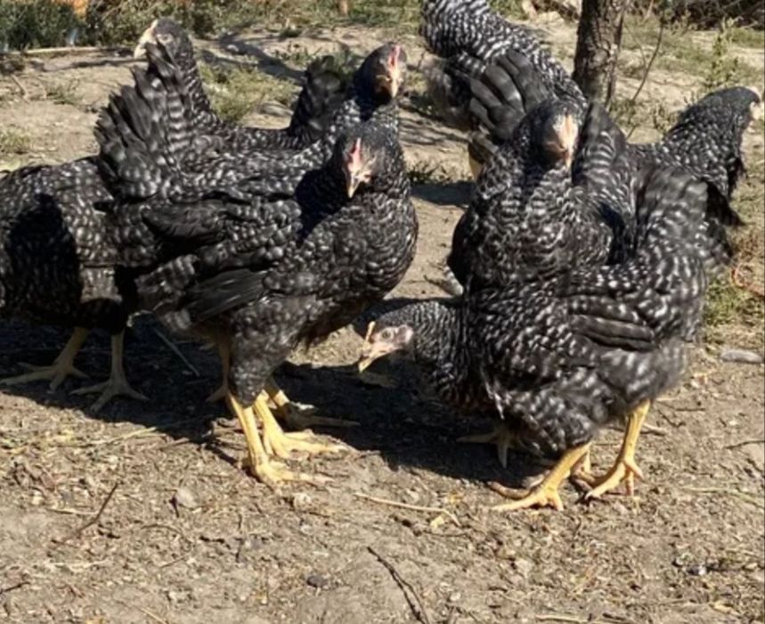 Курочка домінант