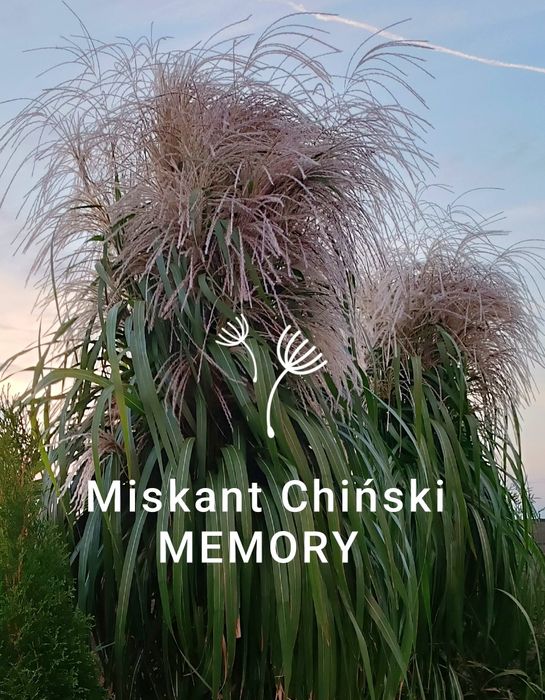 Miskant chiński Memory trawa na żywopłot P11