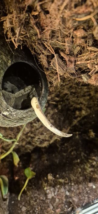 Sprzedam terrarium w szafce