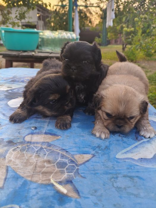 Продажа Пекинесы