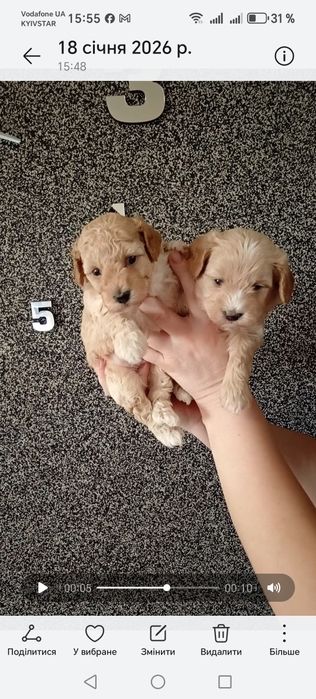 Малята мальтипу ф1