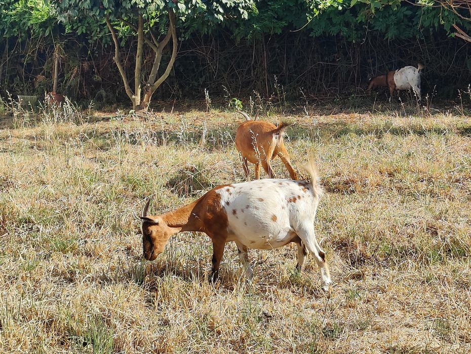 Vendo cabras anãs
