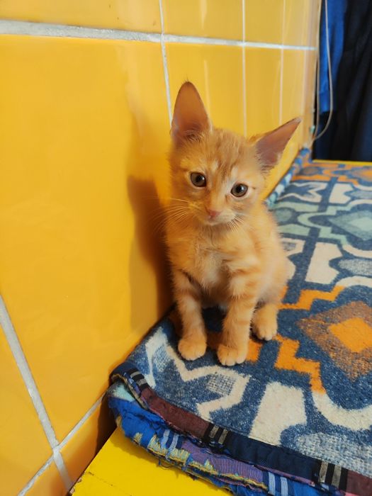 Ruda Hestia do adopcji