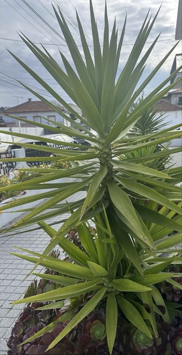 Plantas iucas para jardins ou para vasos