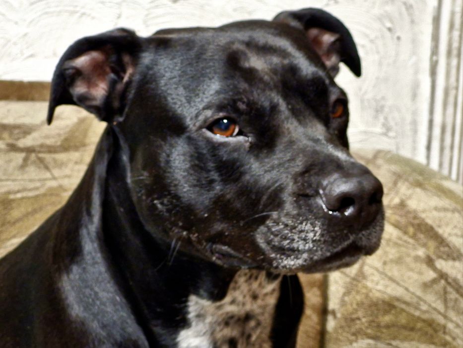 Pit bull для злучки