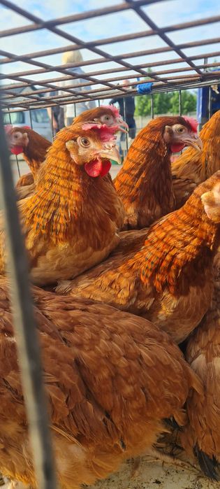 KURY NIOSKI MŁODE z jajkiem ROSA Kolorowe Leghorn od PRODUCENTA