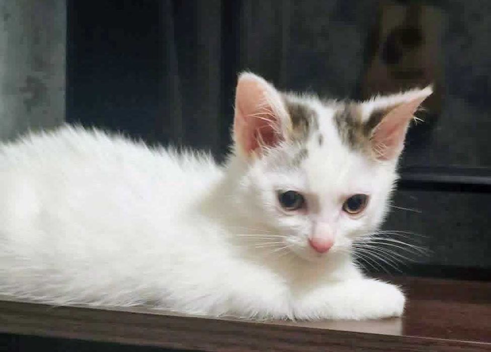 Kocięta do adopcji
