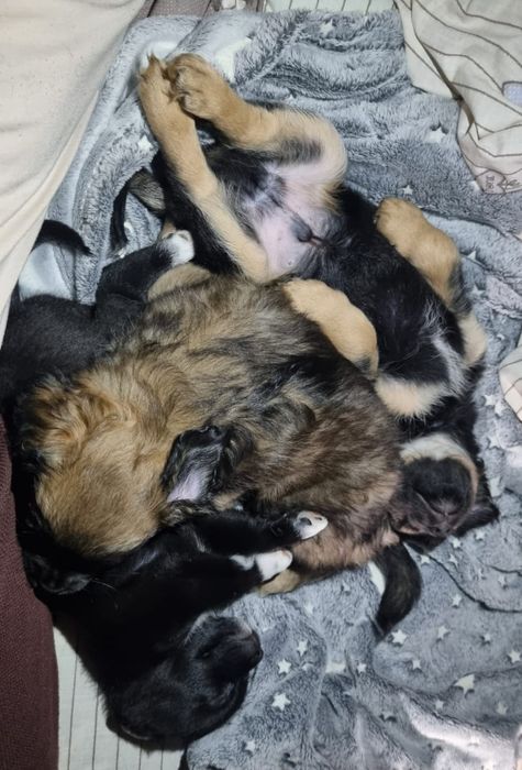 Отдам щенков в добрые и надёжные руки