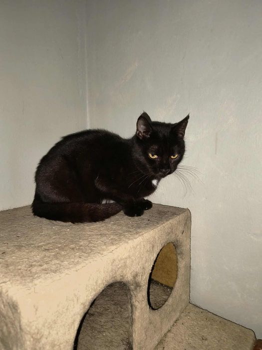 Czarnulka Pchełka szuka domu