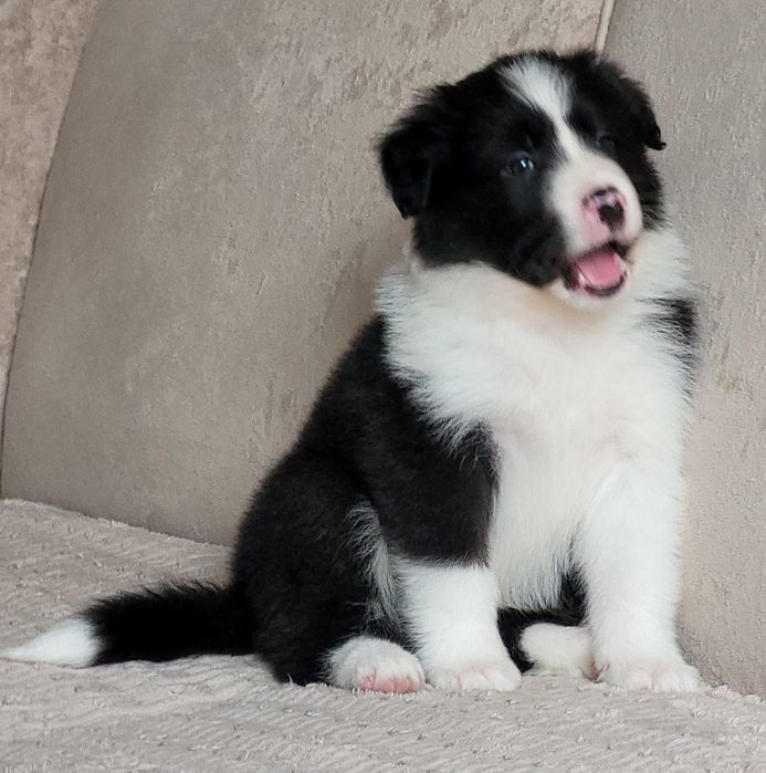 Border Collie piesek