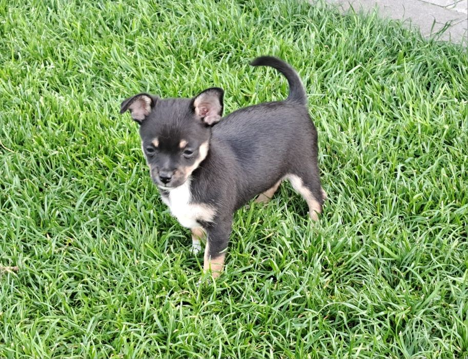 Chihuahua   suczka