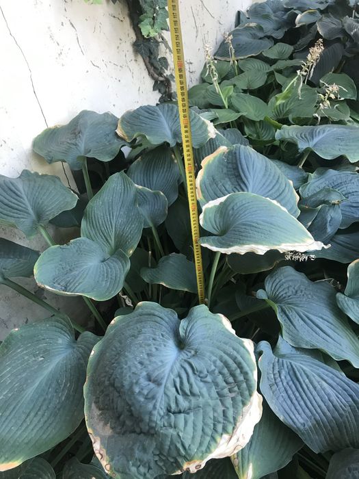 Хоста гигант