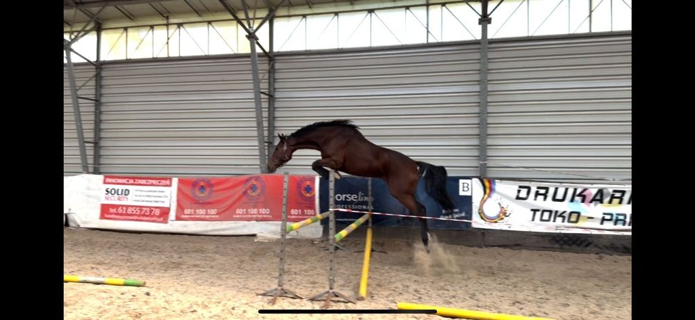 Sprzedam wałacha 5 lat ***siodło/zaprzęg/rekreacja ***