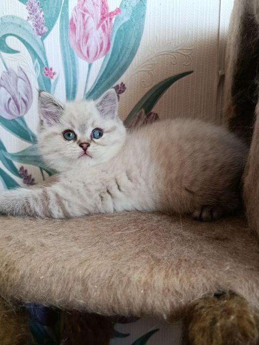 Шотландский котенок ищет семью