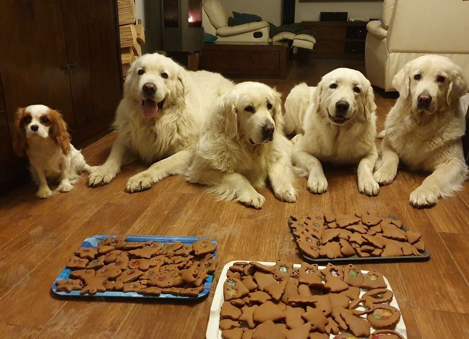 Owczarek podhalański SZCZENIAK  REZERWACJE  WIOSNA 2026