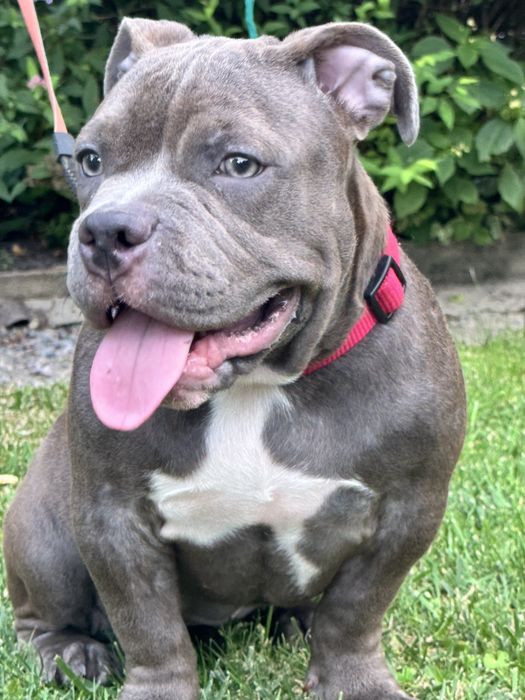 Щенки American Bully Pocket — перспективные малыши от красивой пары