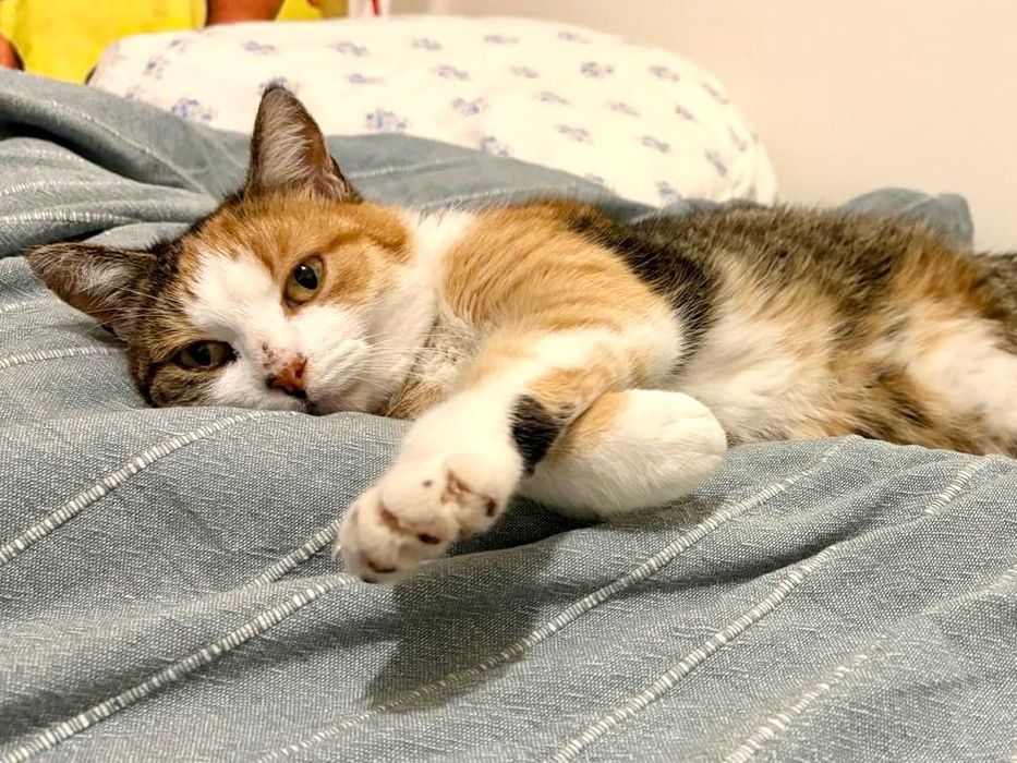 Ma czas na znalezienie domu stałego lub tymczasowego do końca grudnia!