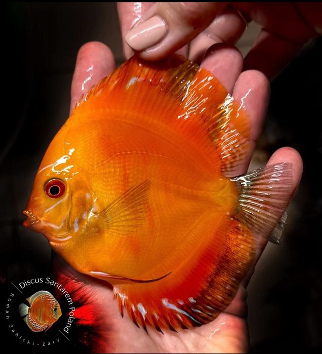 Paletki-Dyskowce-Hodowla