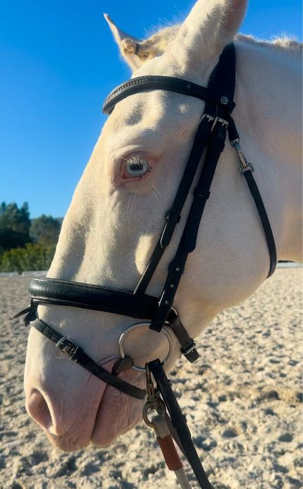 QUE TESOURO SOLAR – Um Lusitano que Encanta à Primeira Vista