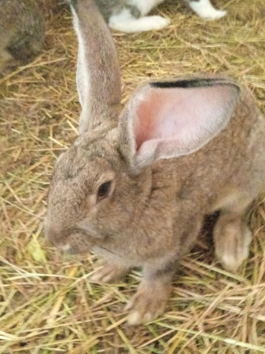 Sprzedam 18 sztuk pięknych króli