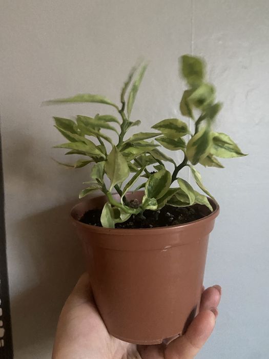 Педилантус титималовидний, приваблива рослина  30 см