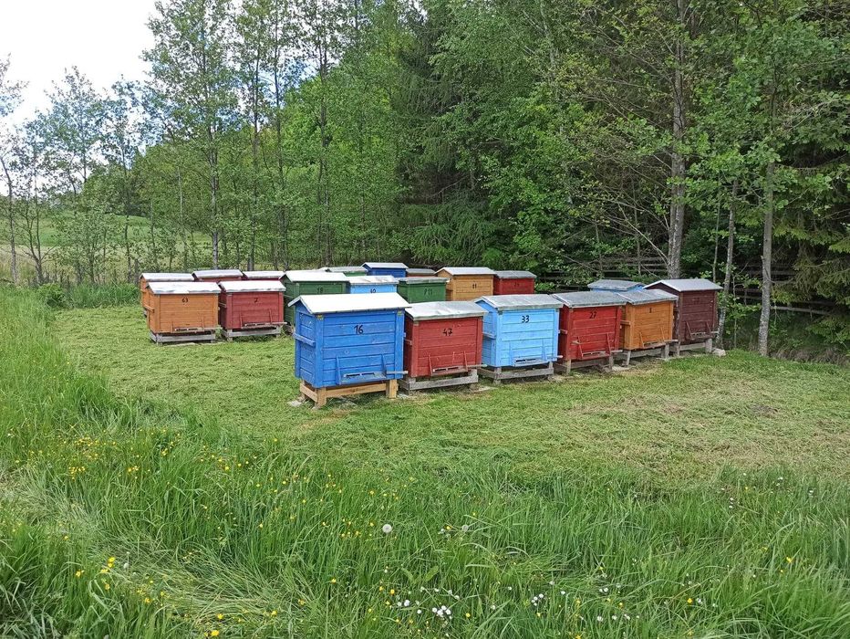 Miód Malinowy z Doliny Rospudy, Suwalszczyzny 2025r.