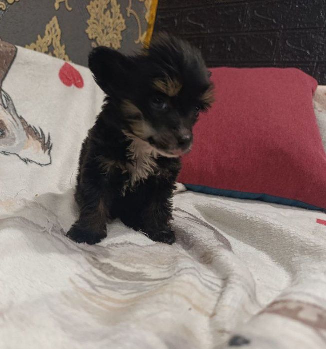 Китайська чубата КСУ FCI