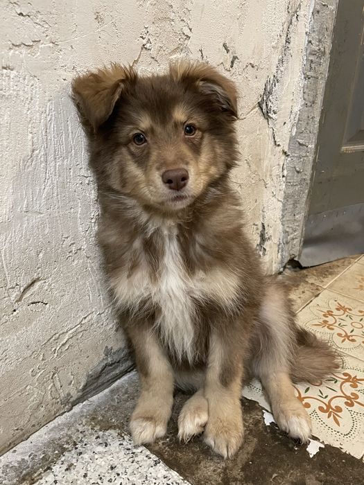 Чарівний цуцик-хлопчик шукає люблячу родину