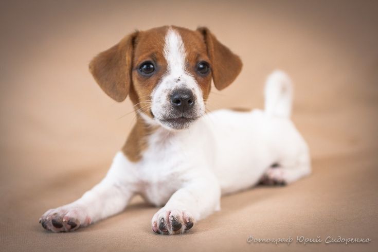 Активна дівчинка Джек Рассел — радість у кожному дні