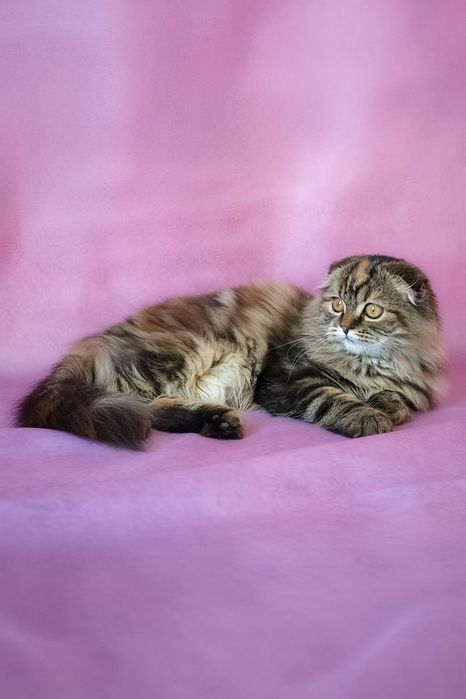 Шотландська хайленд красуня