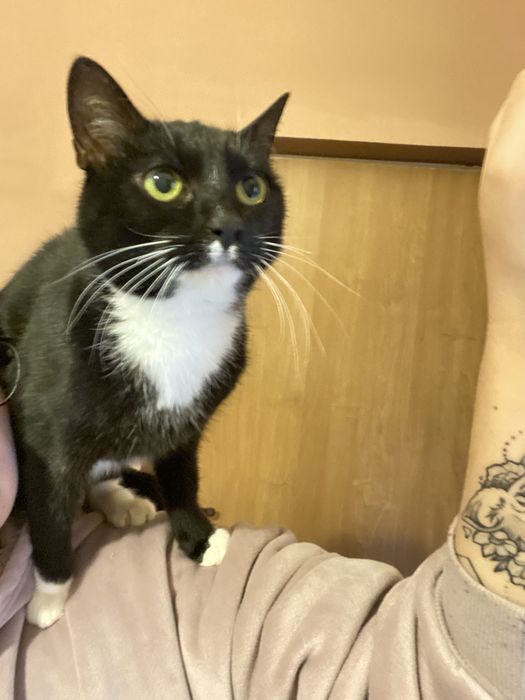 Kotka Inka szuka domu