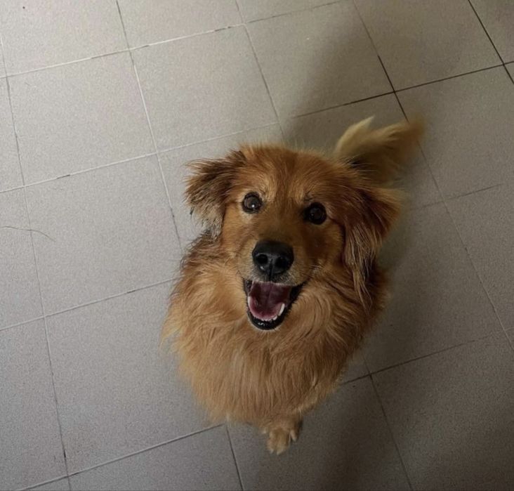 Pies do adopcji - Codi