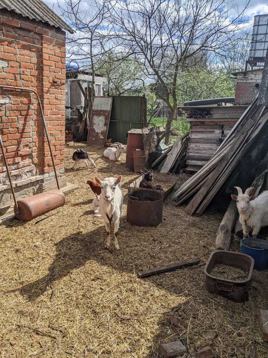 Продаються кози різного віку (с. Білка)