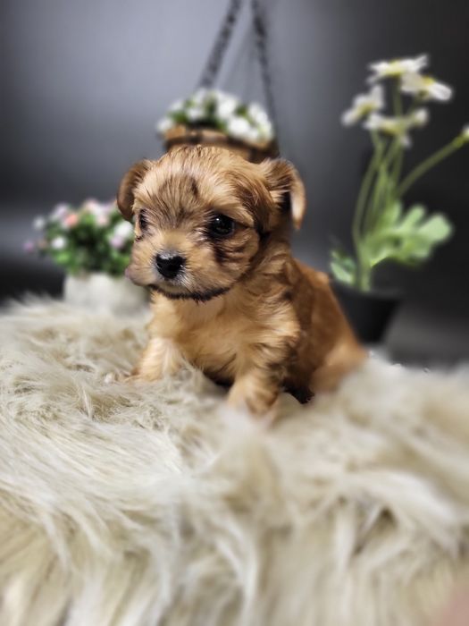 Дівчинка йоршерський терєр в забарвленням Голдаст