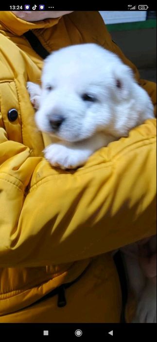 Цуценята Середньоазіатської вівчарки .