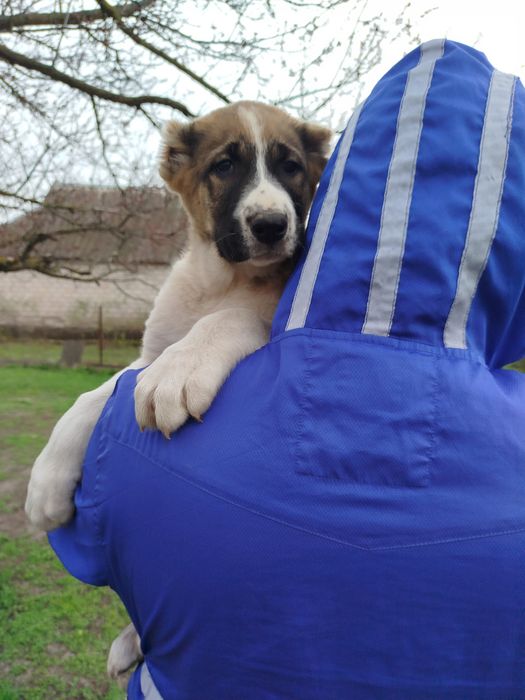 Продается девочка Алабай