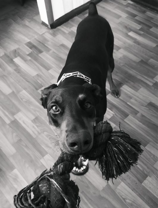 Доберман дівчинка 6 років